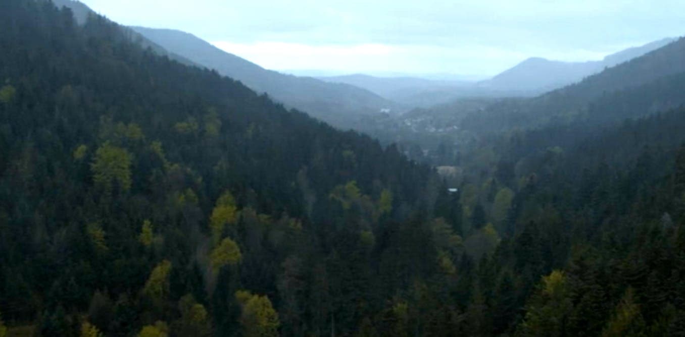 Cinéma et forêts : quand l'Europe filme ses territoires